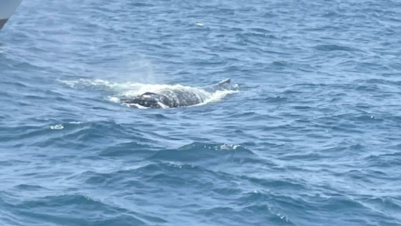 Boa Vista met tieners walvisspotten