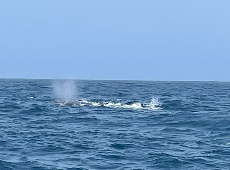 Walvis spotten op Kaapverdië