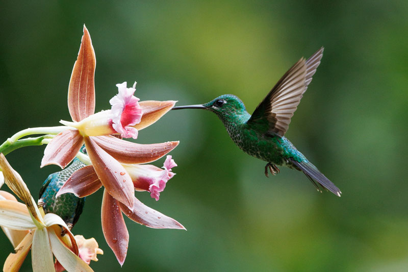 Groene seizoen Costa Rica