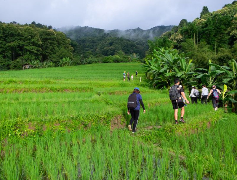 Jongeren-rondreis-vietnam-rijstveld