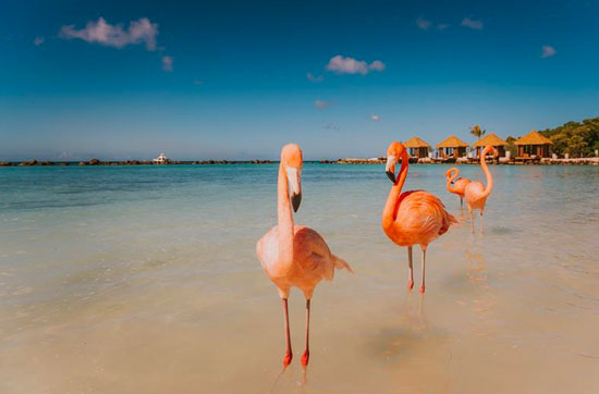 Resort Aruba met groot zwembad