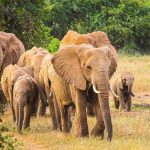 9-Daagse indrukwekkende safari door het veelzijdige Kenia