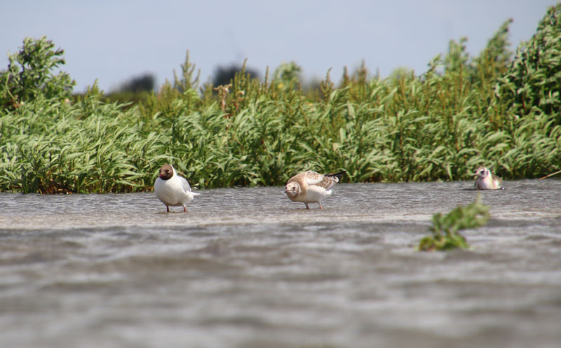 vogels spotten