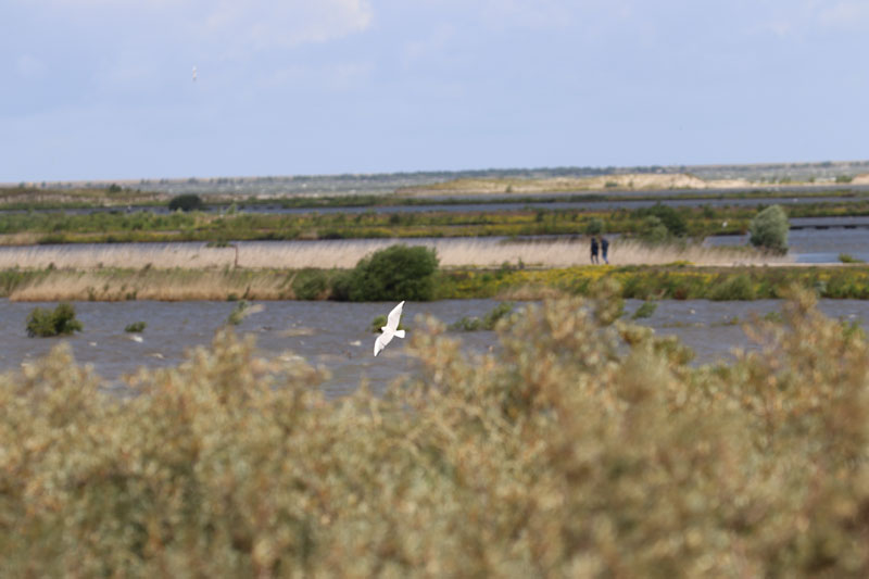 Gave vogels
