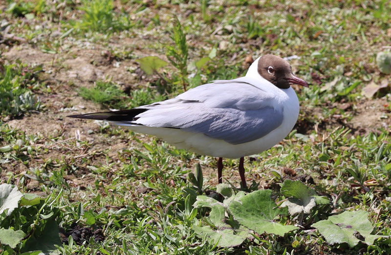 Vogels spotten