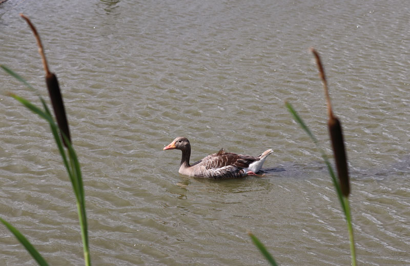 Vogels spotten