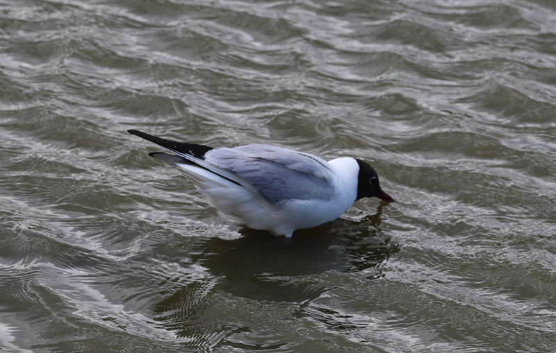 Vogels spotten