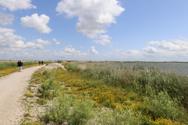 Wandelen bij Marker Wadden