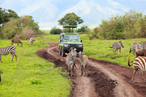 Op safari met tieners, is dat een idee? safari