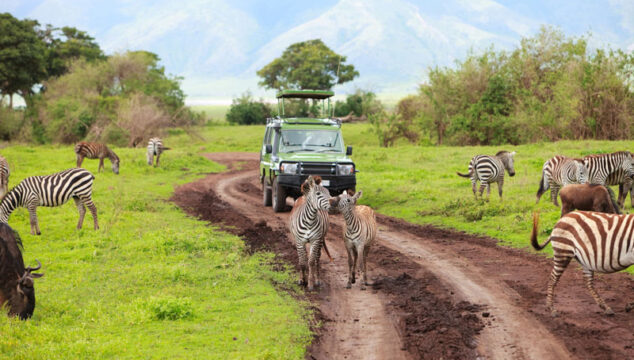 safari