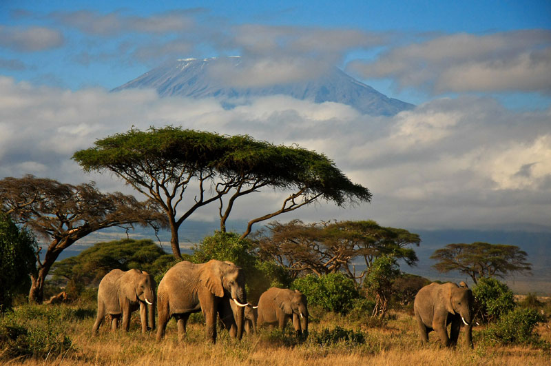 safari met tieners