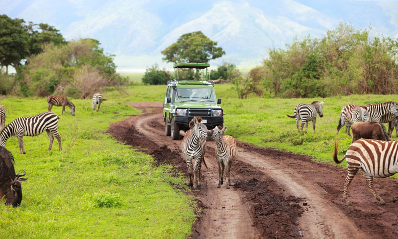 Op safari met tieners