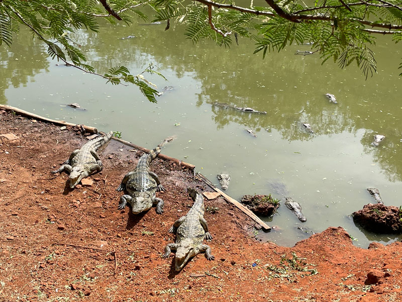 Krokodillen in Senegal