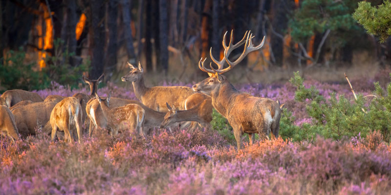 veluwe