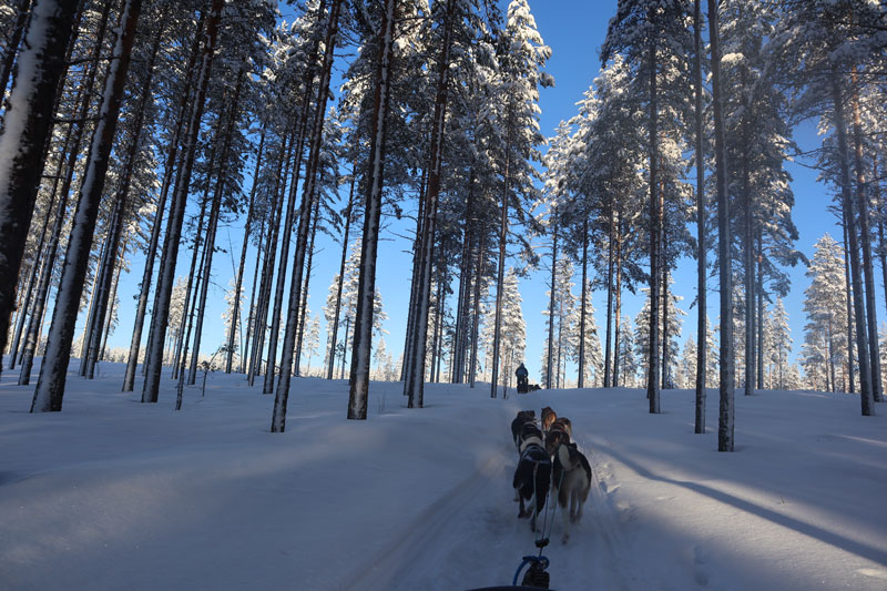 Beleef fantastisch winter ervaring in Noord-Karelia met tieners
