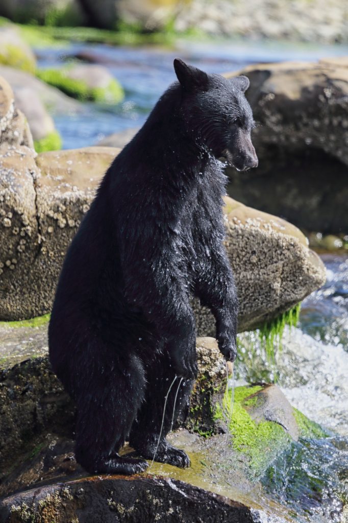 Op zoek naar de zwarte beer in Canada tijdens een rondreis?